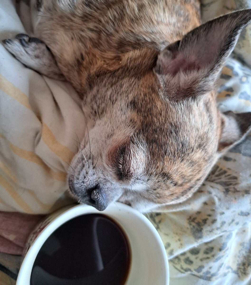 фото автора.  А о том, кто так любит кофе, напишу позже