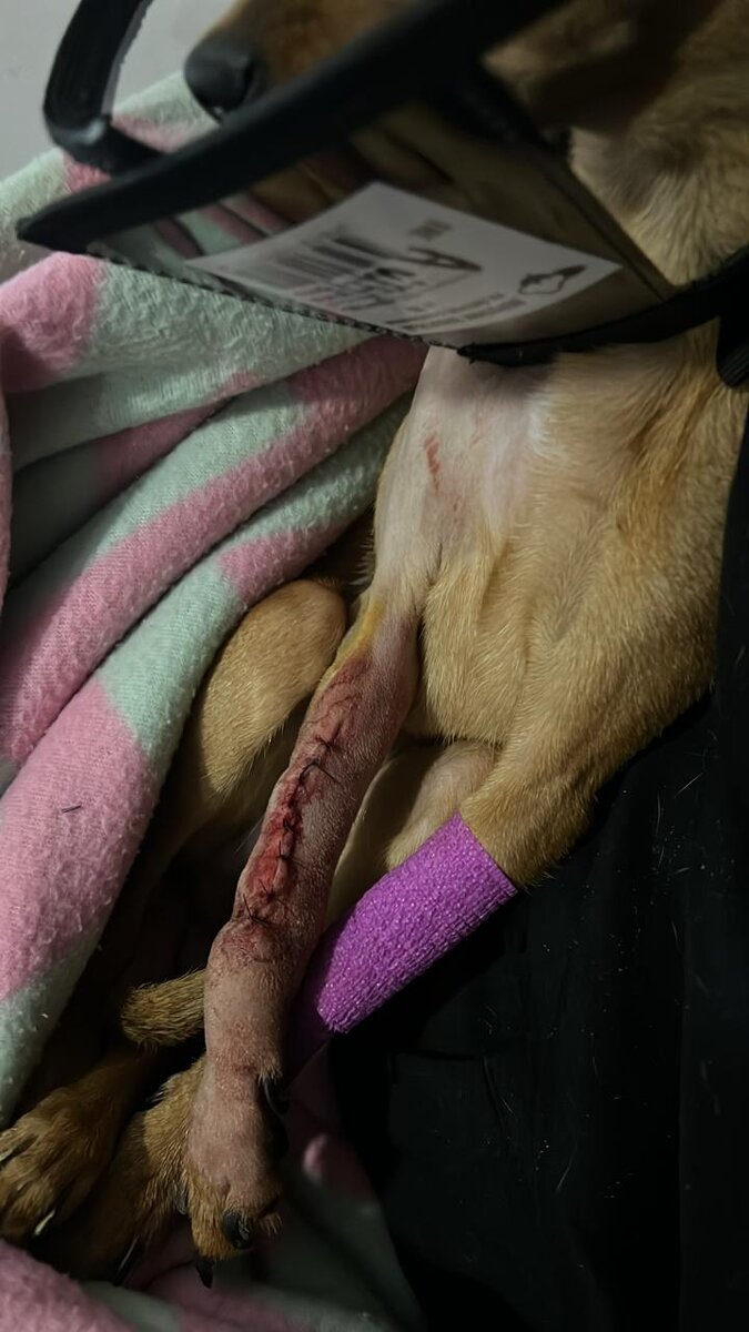 Той-терьер Айла после операции. 