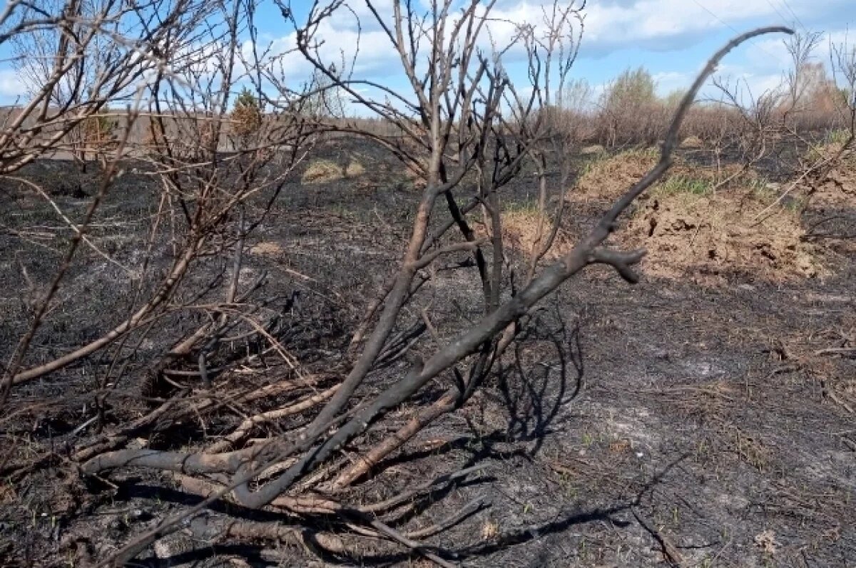    Под Новосибирском произошел пожар в лесопарке из-за шашлычников