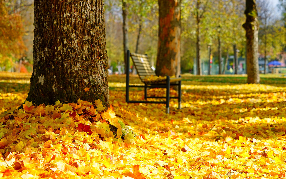 Осенний парк