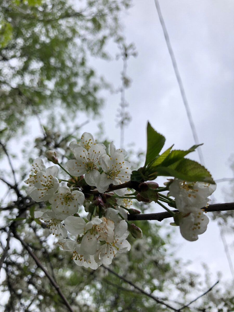 Москва окончательно зацвела в последние дни апреля!