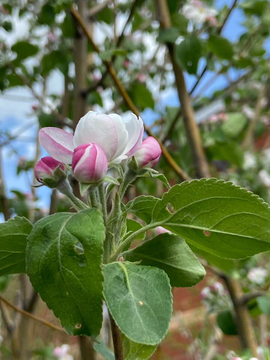 Фото автора канала 