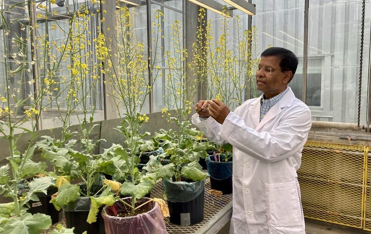    Брокколи может принести пользу в селекции рапса