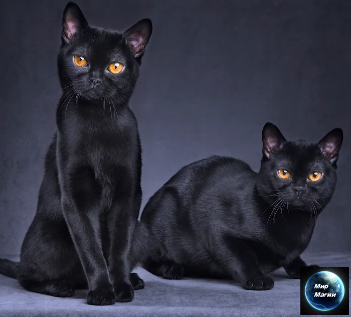 Символ сна ЧЕРНАЯ КОШКА Что значит видеть во сне ЧЕРНУЮ КОШКУ? Все мы знаем, что согласно суевериям, черная кошка – плохая примета.