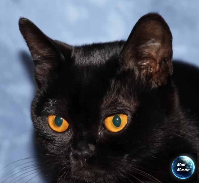 Символ сна ЧЕРНАЯ КОШКА Что значит видеть во сне ЧЕРНУЮ КОШКУ? Все мы знаем, что согласно суевериям, черная кошка – плохая примета.-2
