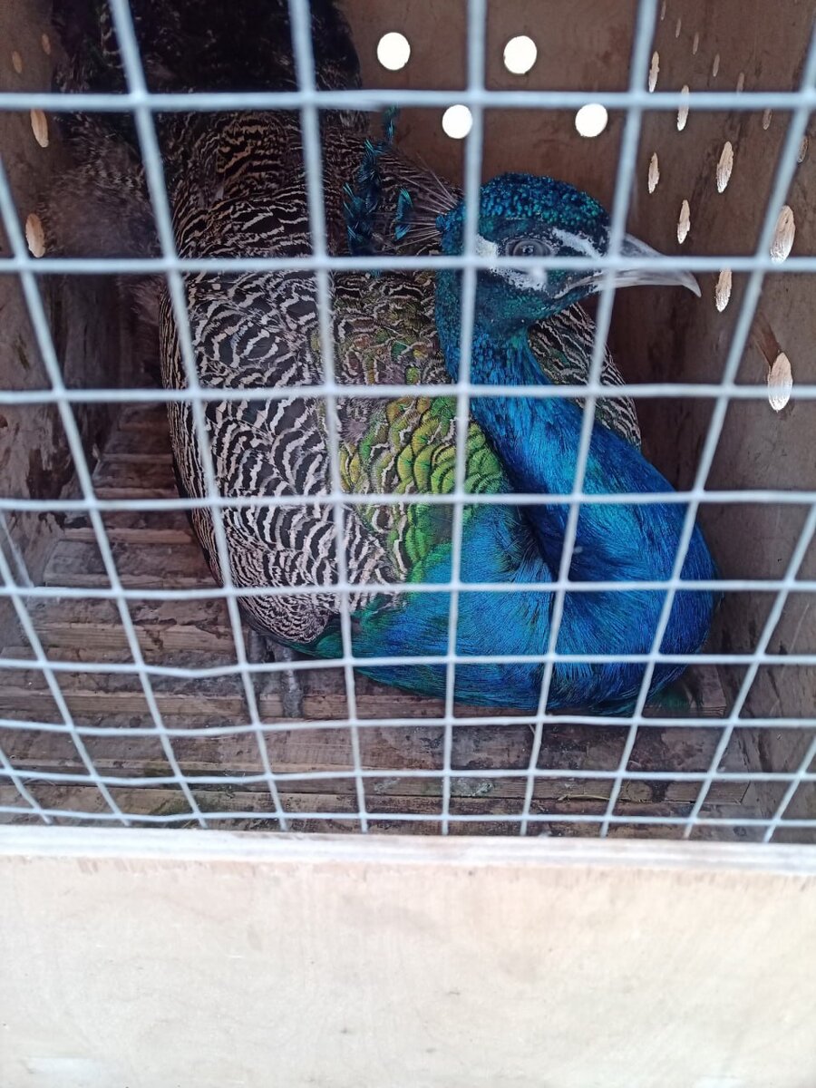 Липецкий зоопарк