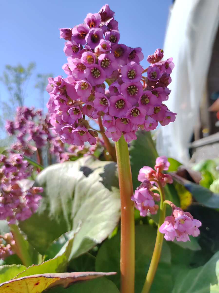 Бадан. Цветок и полезный чай. | Naturlana Pelargonio | Дзен