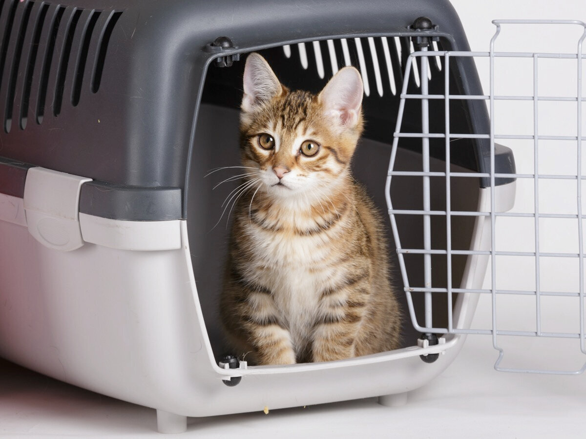 При выборе переноски убедитесь, что она надёжно закрывается, дно не протекает, есть много отверстий для хорошей вентиляции воздуха. Фото: shutterstock.com