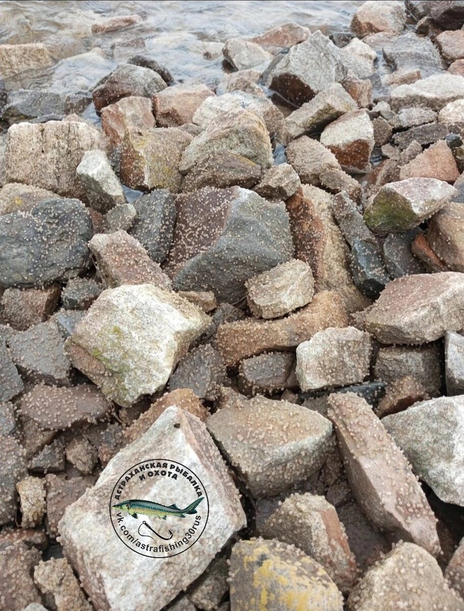 Фото: сообщество ВК Астраханская рыбалка и охота 