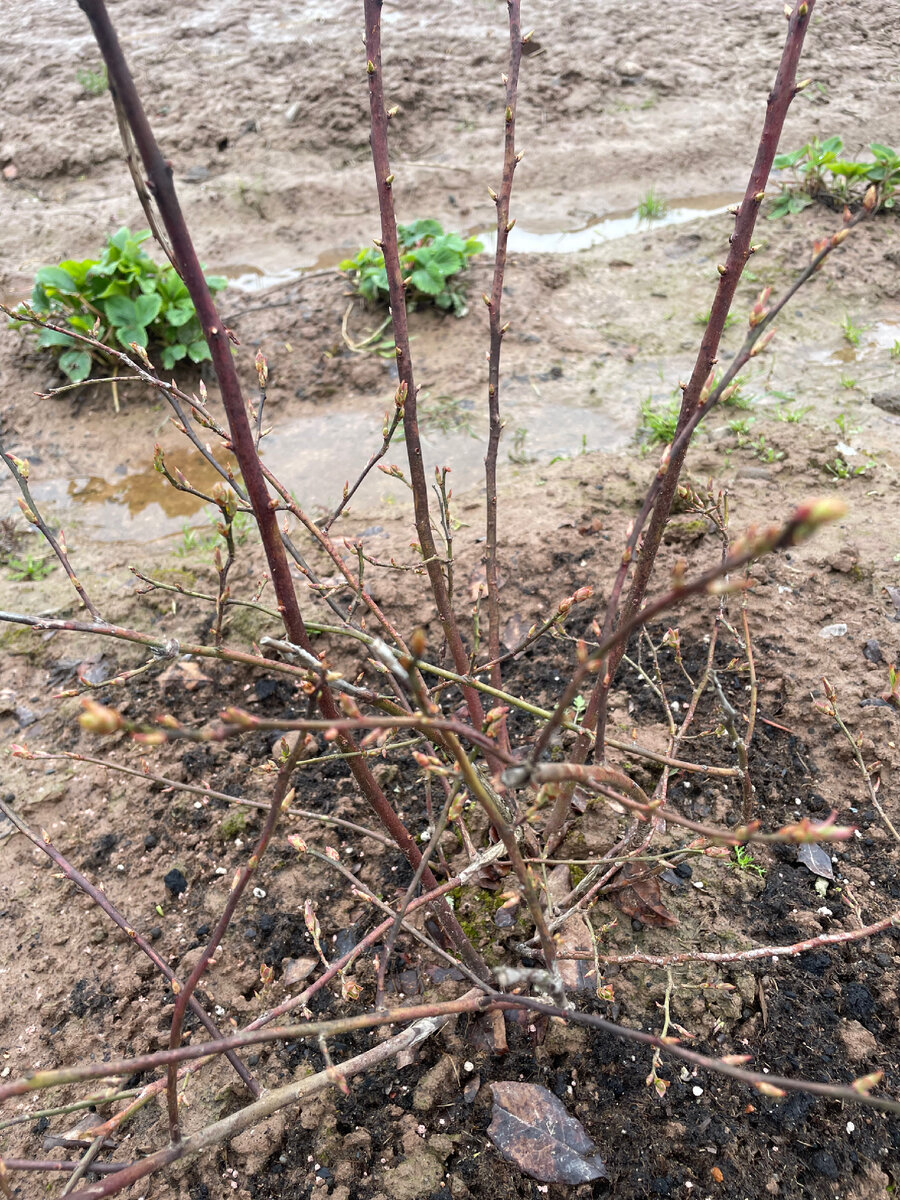 Кустик голубики ранней весной