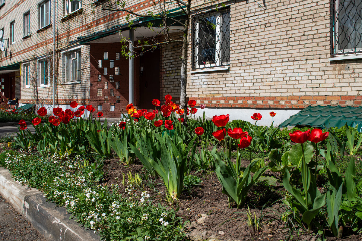 Не знаю у кого как, а у меня почему-то первая ассоциация с Первым мая - это первые цветы и почему-то тюльпаны. Это фото сделал вчера в одном из двориков проходя мимо.