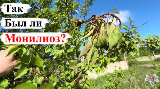 Так БЫЛ ли МОНИЛИОЗ?