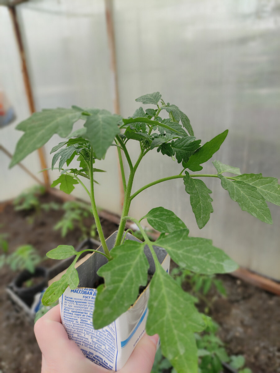 Отличный томат, готовый к посадке