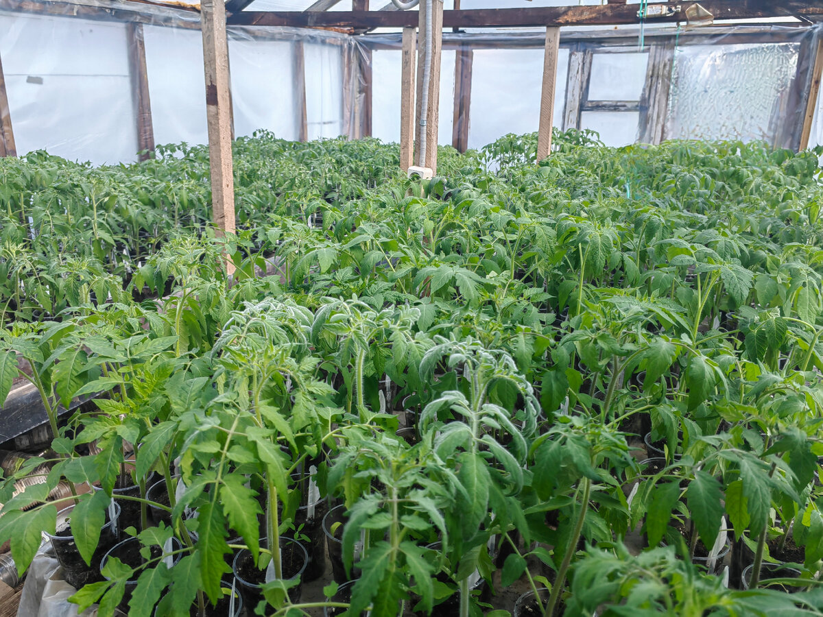 А у нас в Рязани резкое похолодание. А у вас? | Огородник из Рязани | Дзен