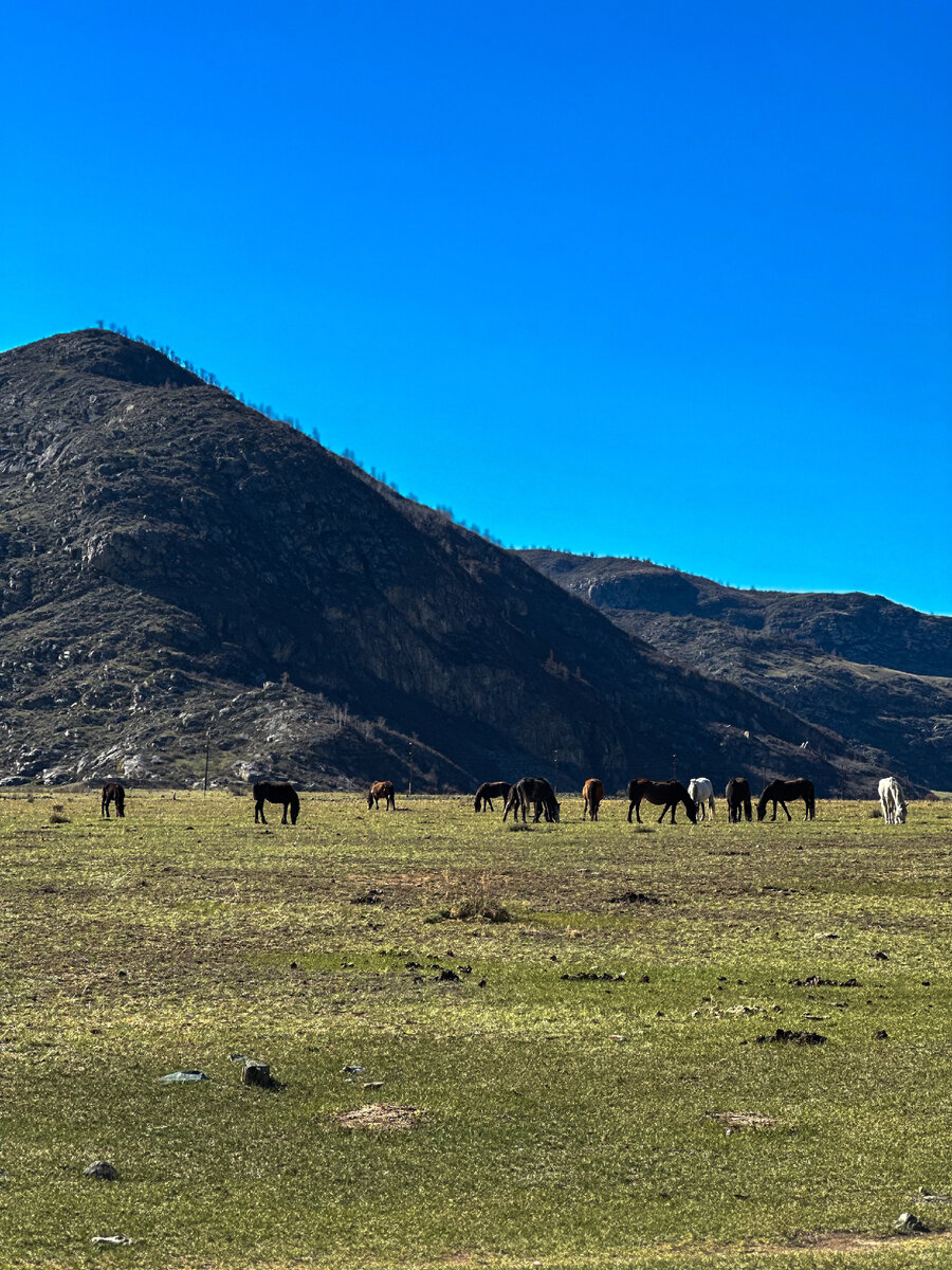 Вдоль Чуйского тракта