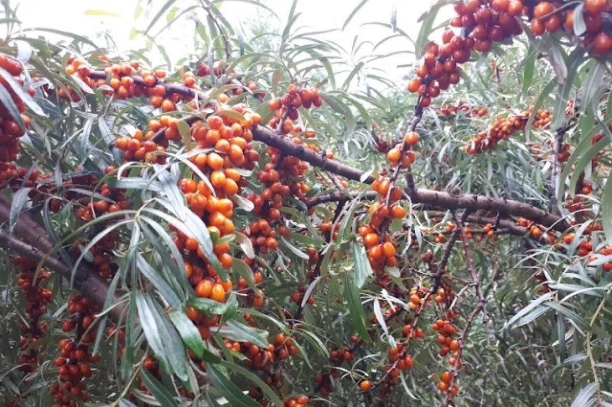    Тюменская дачница раскрыла секрет приготовления облепихового масла