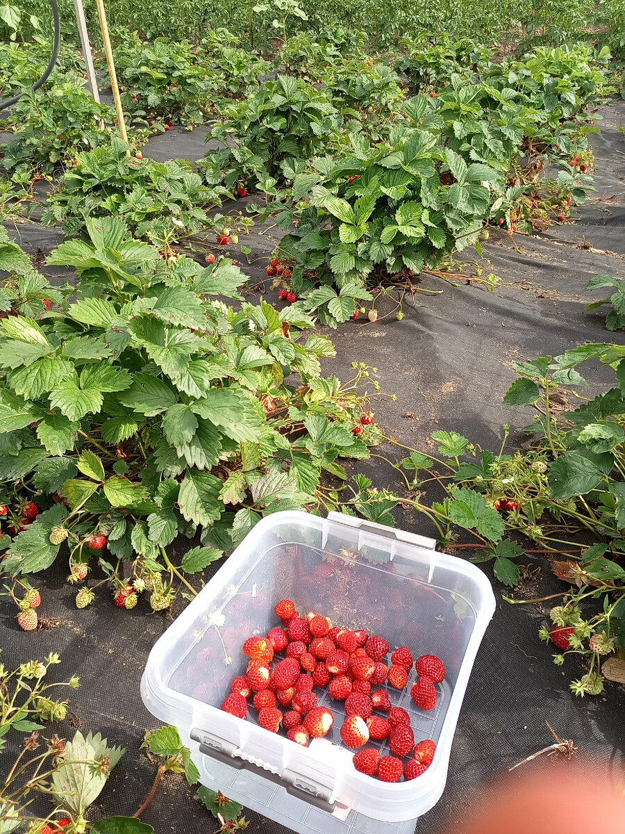 Клубника 🍓