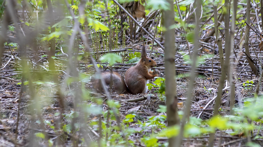 2. Белочка... © NickFW.ru — 28.04.2024г.