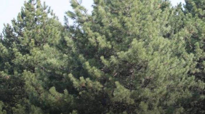 Источник фото: Пресс-служба министерства природных ресурсов