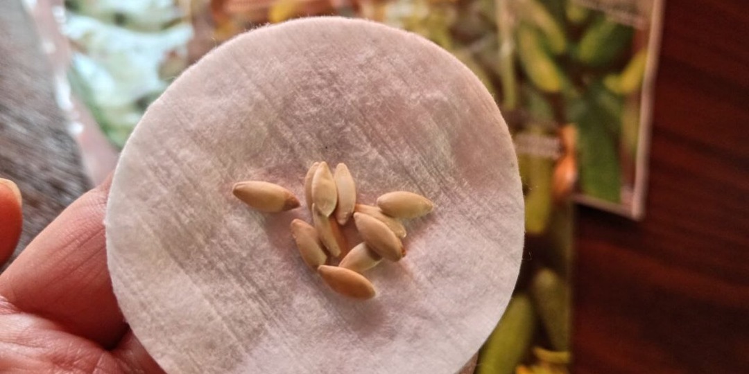 Секреты успешного посева огурцов. Правильная подготовка семян