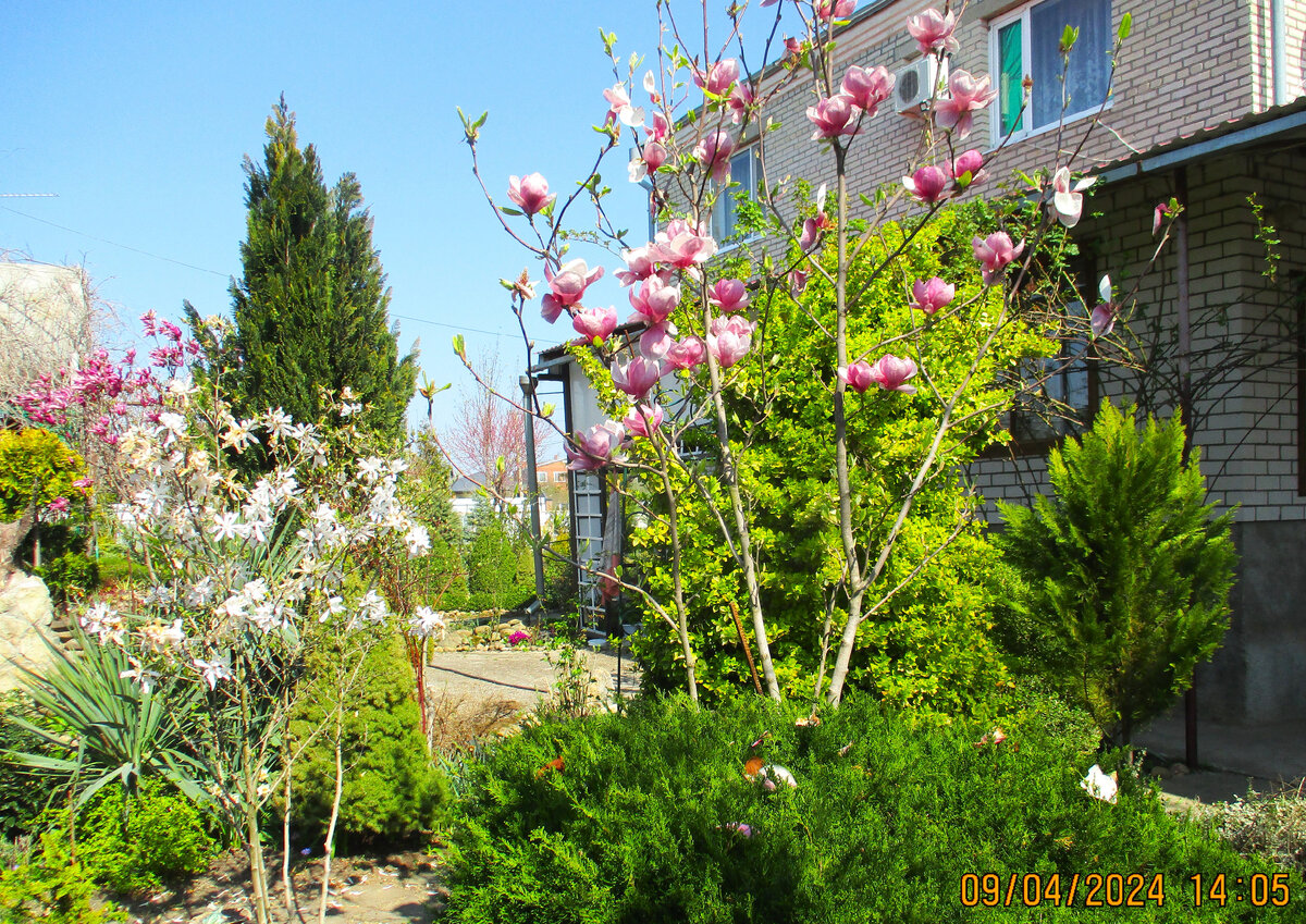 Цветут магнолии. Вдали магнолия "Сьюзан".