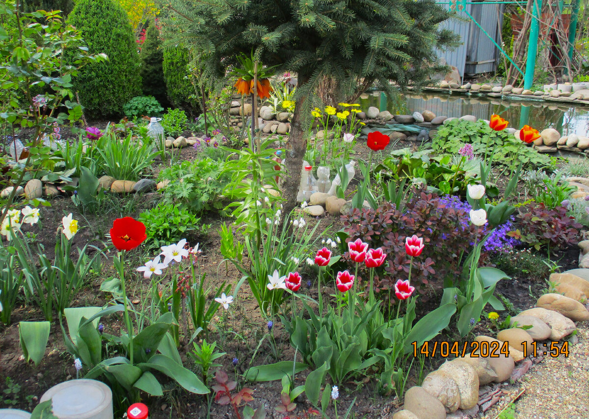 Нарциссы , тюльпаны , дороникум и обриета.