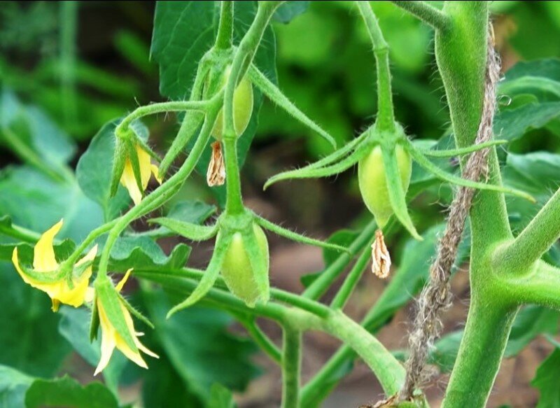 изображение завязи томата, взято с сайта hameleone.ru