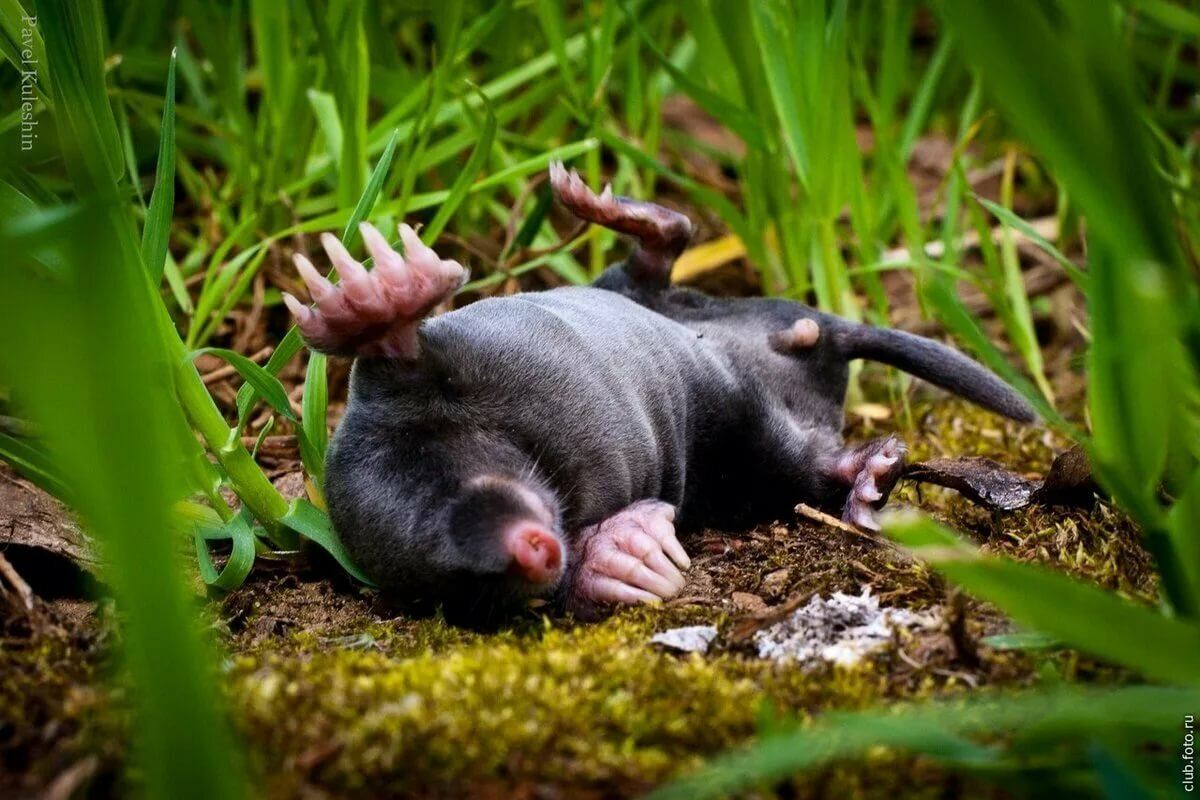 Я сдаюсь! Лежачего не бьют! 