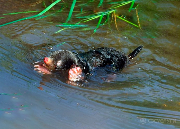 Долгожданное лето! Даже кротам хочется искупаться! 