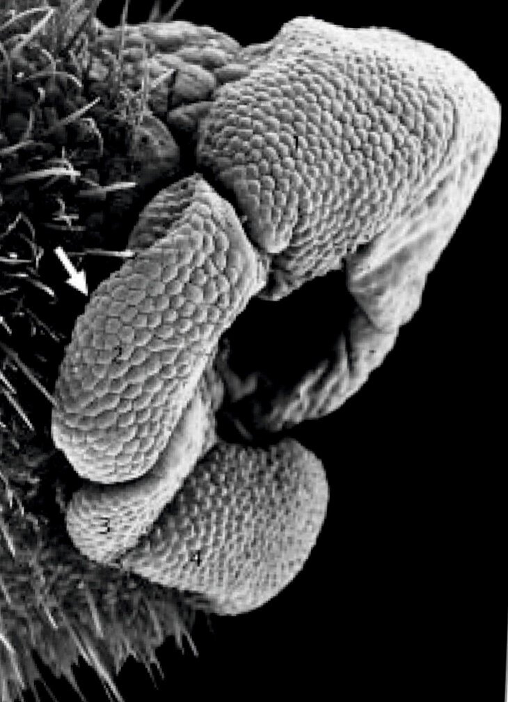 Кончик хоботка нашего обыкновенного крота под большим увеличением: пупырышки и есть те самые специальные органы осязания — Эймеровы органы.