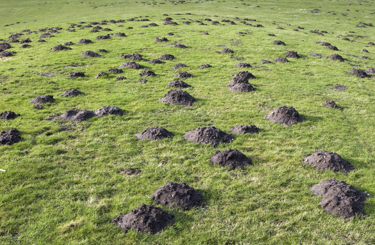 Считается, что кротовьи норы покрывают от 4,3 до 11,2% поверхности суши на планете.