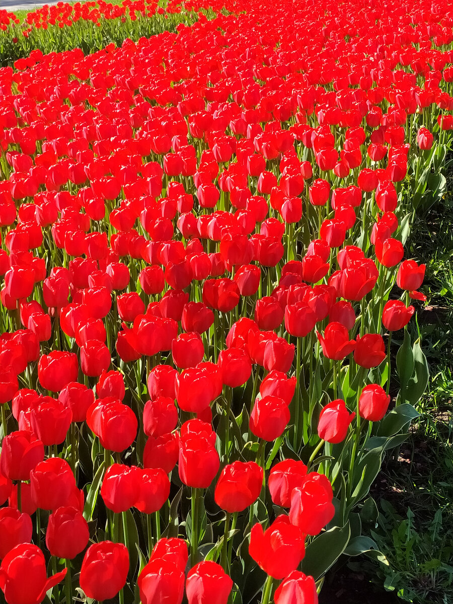 Фото автора. Не сирень, но тоже майское буйное цветение