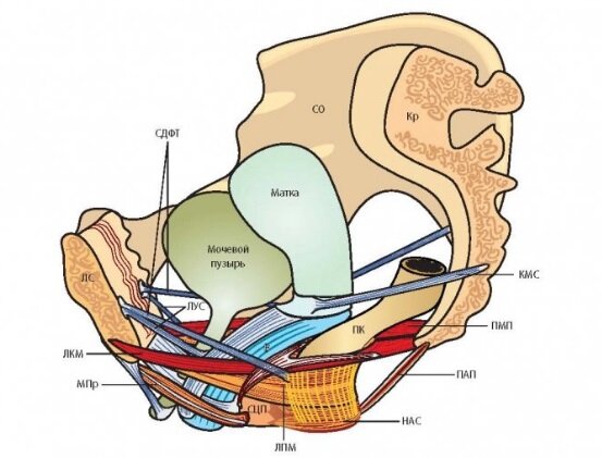 Устройство малого таза. Расположение органов, мышц, связок и фасций.
