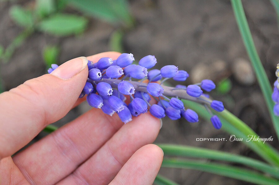 Цветочки мелкие и очень ароматные. Запах напоминает аромат сирени.