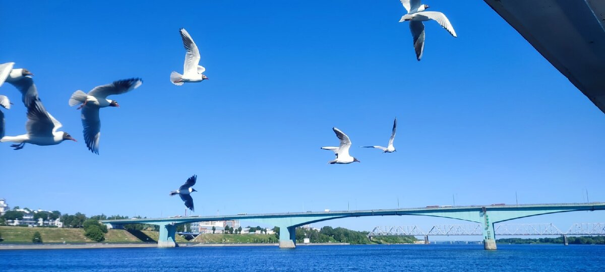 р. Волга, г.Ярославль