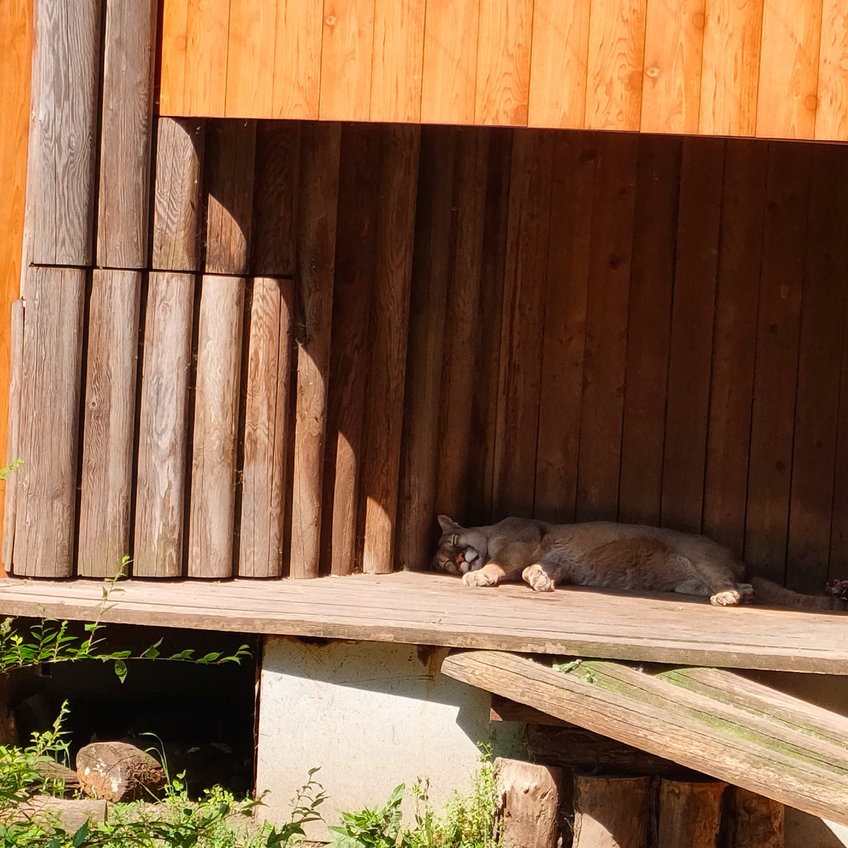 Жаркий полдень. Животные прячутся от изнуряющей жары. Май. 