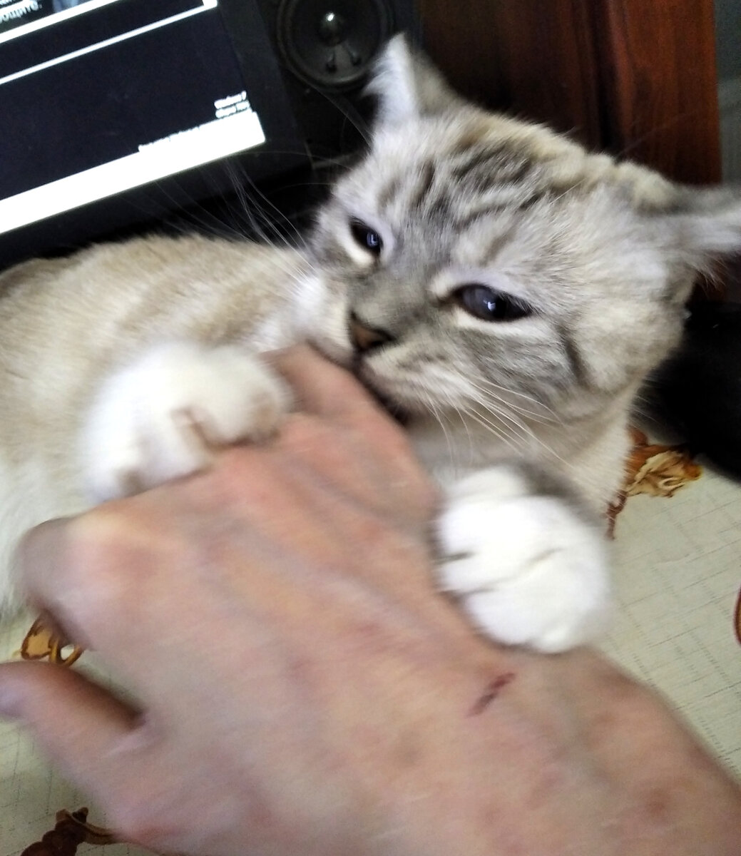 Сердится Златка делает кусь.  Она тоже не умела нормально играть. Пришлось учить. 