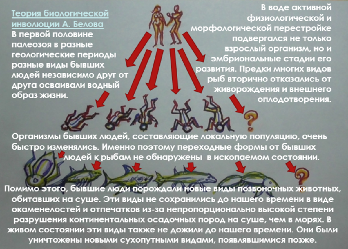 Схема биологической инволюции рыб. Инволюционная реконструкция.