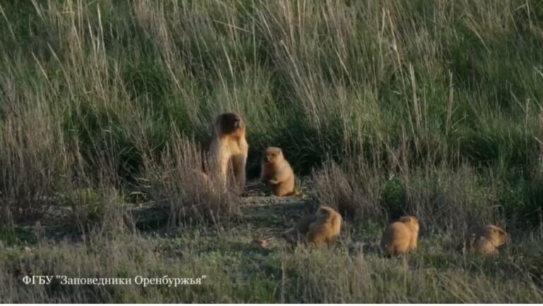    Инспектору Оренбургского заповедника удалось снять момент семейной жизни сурков Андрей Севостьянов