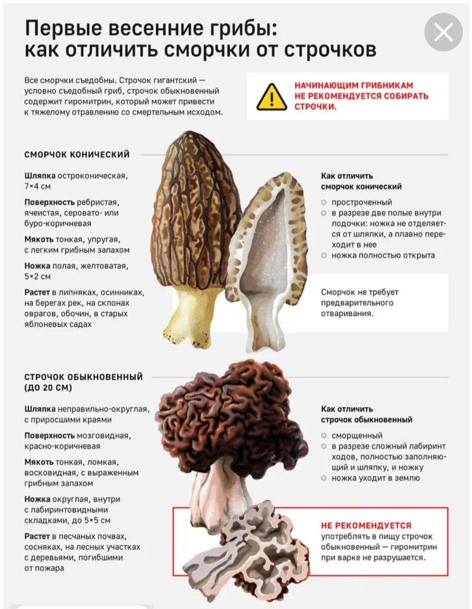 Неаппетитные грибы, как я ими отравилась. | Любовь и брокколи. | Дзен