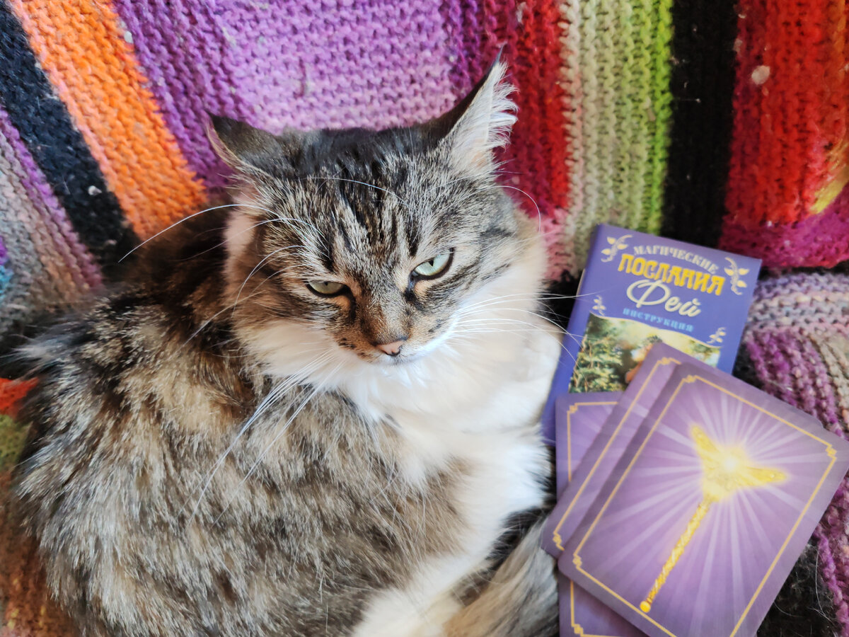 Коша шлёт всем привет