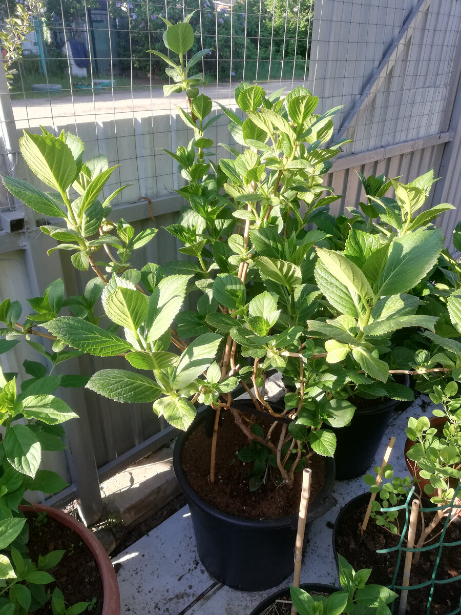 Пересортная неремонтантная крупнолистная гортензия, зимовавшая в гараже, конец апреля 2024