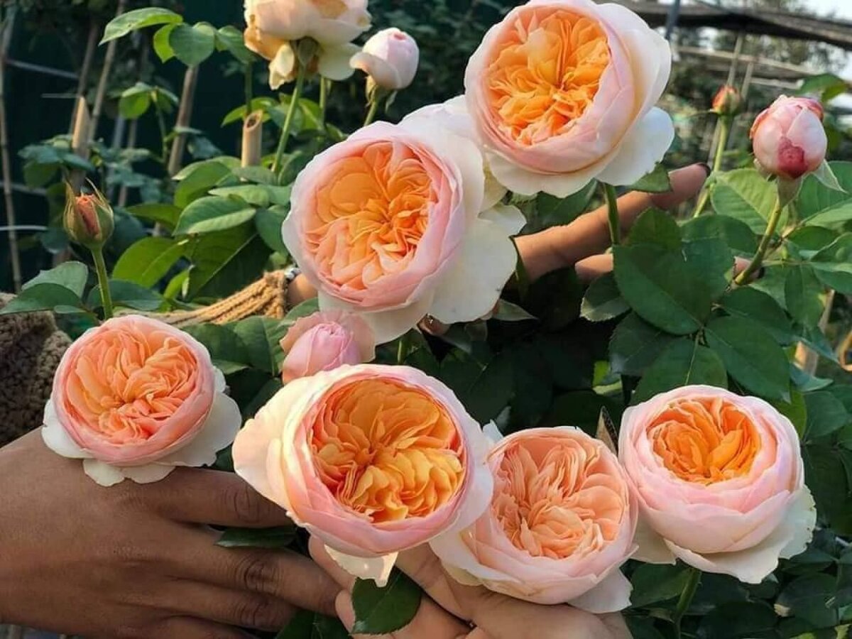 Невероятной красоты цветок. Источник фото: Интернет