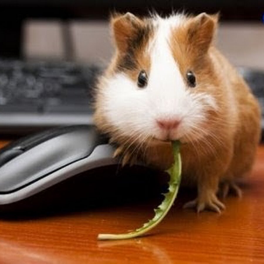 Просто фото для статьи /взято из открытых источников