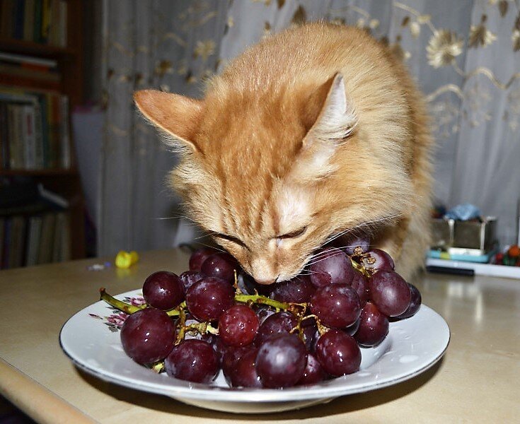 Что попало кошка есть не станет