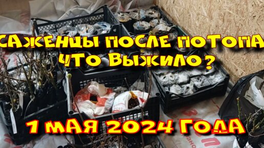 САЖЕНЦЫ ПОСЛЕ ПОТОПА. КТО ВЫЖИЛ? 1 МАЯ 2024 ГОДА.