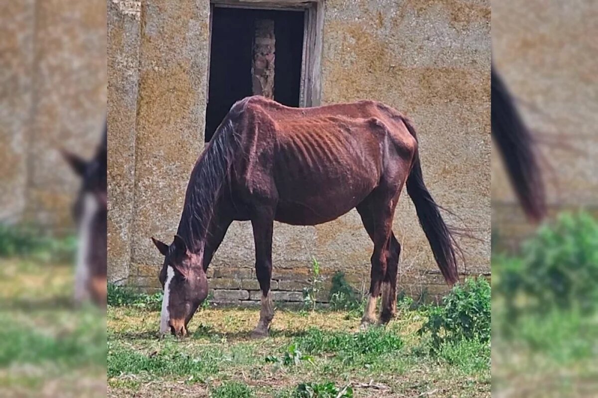    Бастрыкин попросил доклад о массовой гибели терских скакунов на Ставрополье