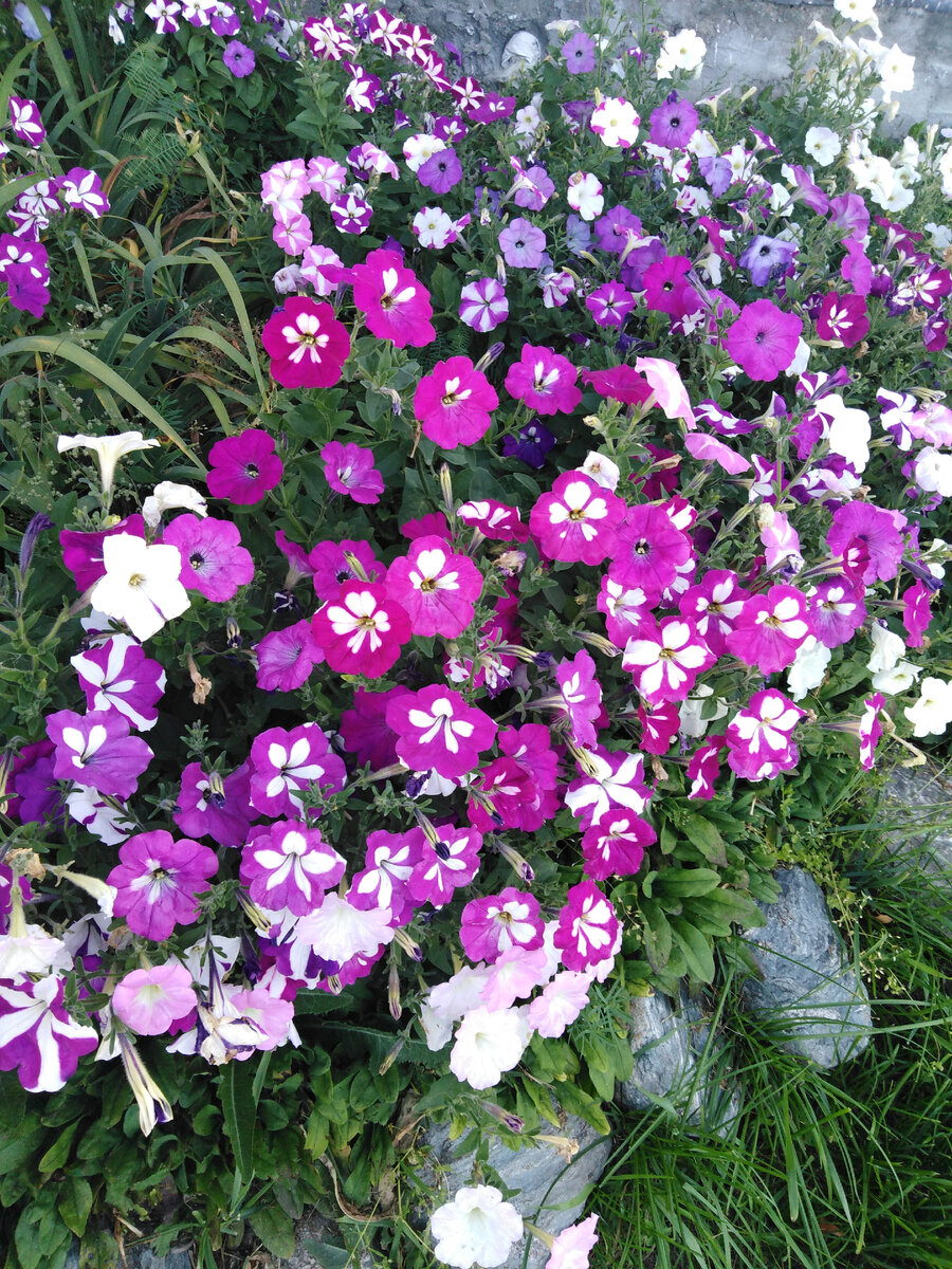Мои петуньи в прошлом году