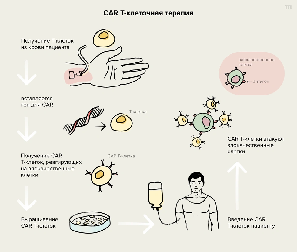 Клеточная терапия — новая надежда человечества на победу над  онкологическими (и не только) заболеваниями. Что уже научились лечить с ее  | Куда идём? | Дзен
