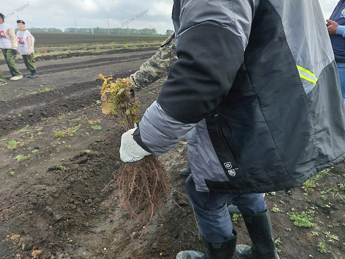    У мемориального комплекса «Курская битва» высадили 6 тысяч дубов